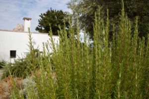 Giardino Villa Trulli Piscina Ostuni #1