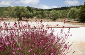 Contatti Vivaio Zizzi Fasano Ostuni