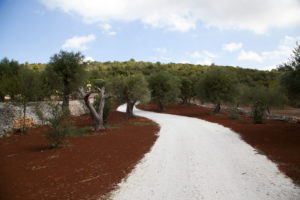 Borgo Canonica Cisternino Ulivi Puglia