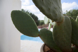 Giardino Villa Piscina Ulivi e fico d'india Ostuni #3