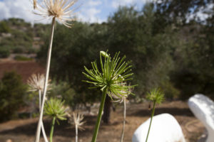 Giardino mediterraneo Ostuni #4