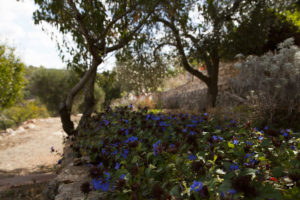 Giardino mediterraneo a Ostuni #4