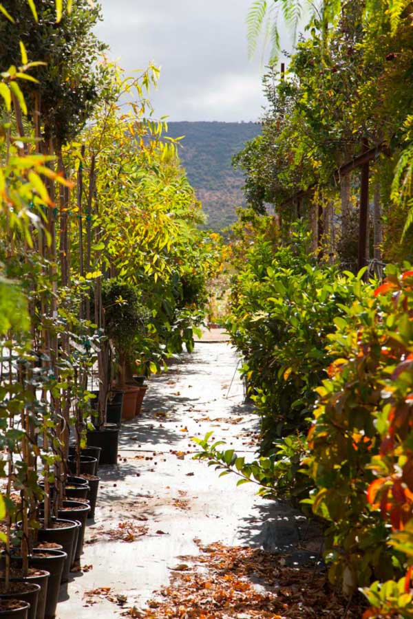 zizzi garden center - giardinieri in zona fasano ostuni puglia