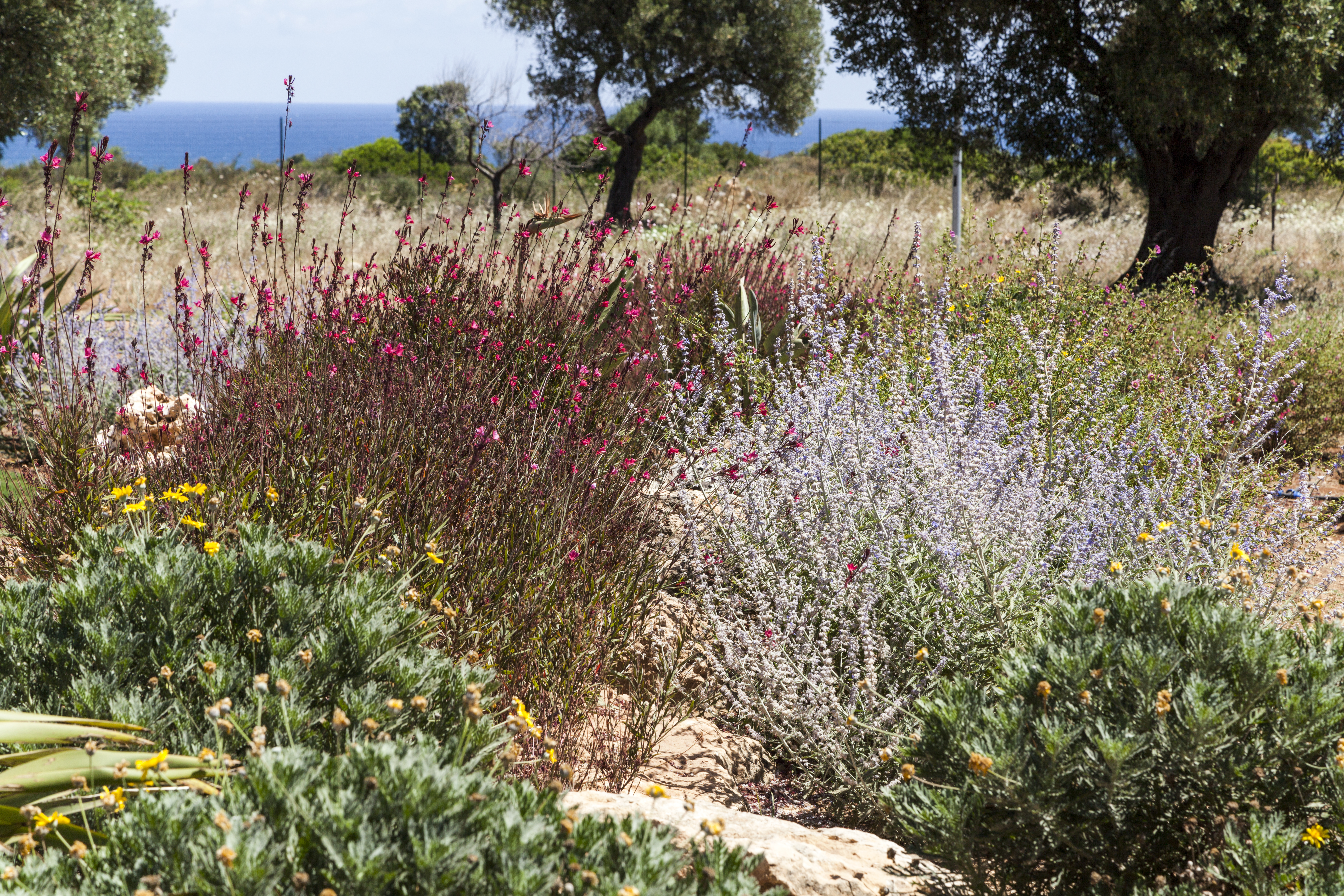 Il giardino mediterraneo al tempo della Xylella