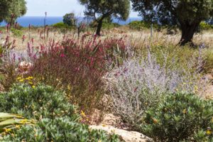 Giardino mediterraneo Villa Ceglie Messapica #7