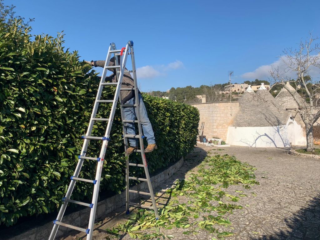 potatura giardino e alberi - vivaio zizzi puglia