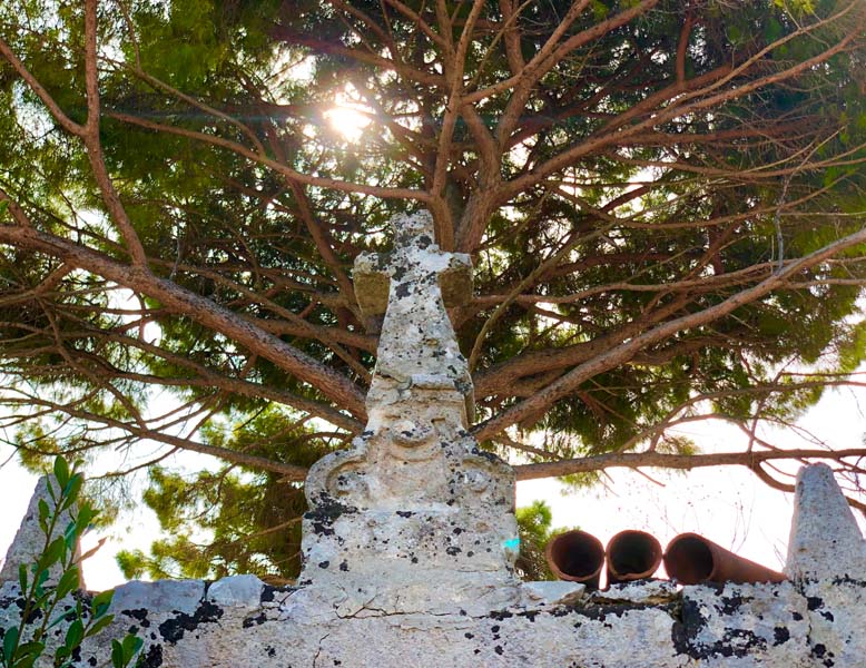 Giardino quercia antica masseria Ostuni #9