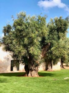 Giardino ulivo secolare antica masseria Ostuni #9