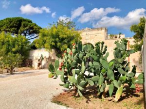 Giardino giardino con fichi d'india antica masseria Ostuni #9