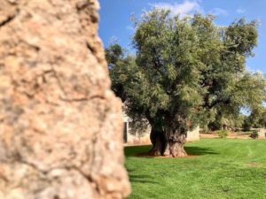 Giardino ulivi secolari antica masseria Ostuni #9