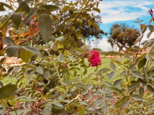 Progettazione Giardino mediterraneo Cisternino #10