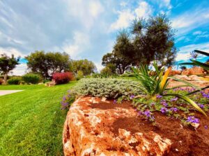 Giardino mediterraneo ulivi Cisternino #10