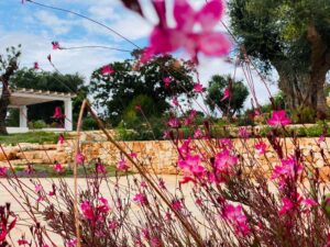 Giardino mediterraneo e ulivi villa Cisternino #10